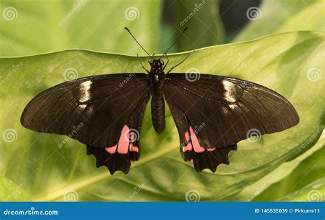 Descobrir 33 Imagem Borboleta Rosa Preto Br Thptnganamst Edu Vn