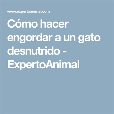 Cómo hacer engordar a un gato desnutrido