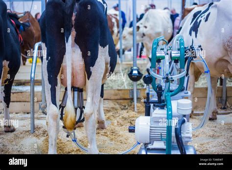 Commercial milking hi-res stock photography and images - Alamy