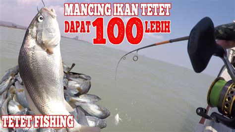 Cara Mancing Ikan Tetet Gerabah Gelama Umpan Udang Mati Dapat 100