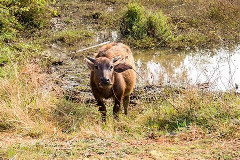 Best Buffalo Charging Stock Photos Pictures And Royalty Free Images Istock