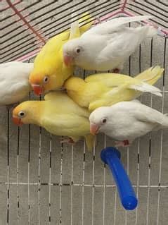 Lutino Love Birds Price In Pakistan Lutino Love Birds For Sale In