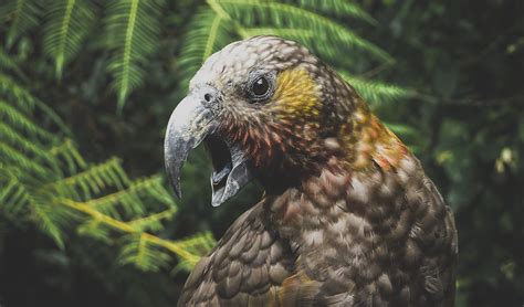 See native wildlife at Zealandia ecosanctuary - Sojourn®