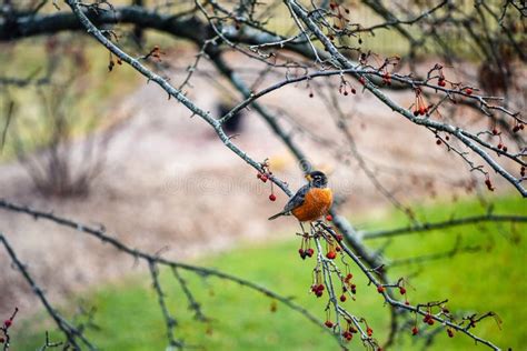 The Robin in Winter in North American Stock Image - Image of tree, leaf ...