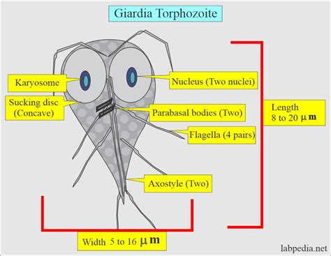 Giardia Lamblia, Life Cycle and Diagnosis - Labpedia.net