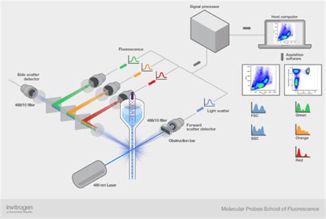 How A Flow Cytometer Works Thermo Fisher Scientific Uk