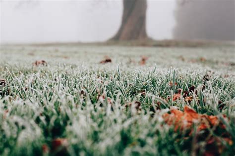 Frost On Grass