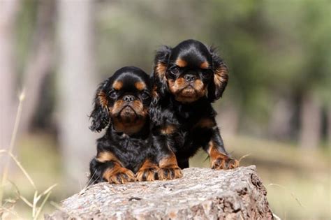 Living With The English Toy Spaniel Showsight Magazine