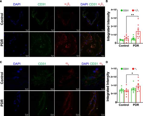 Frontiers MiR 92a And Integrin Expression In Fibrovascular Membranes