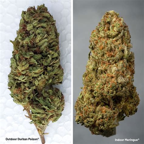 Indoor Vs Outdoor Cannabis Visual Guide Dutch Passion