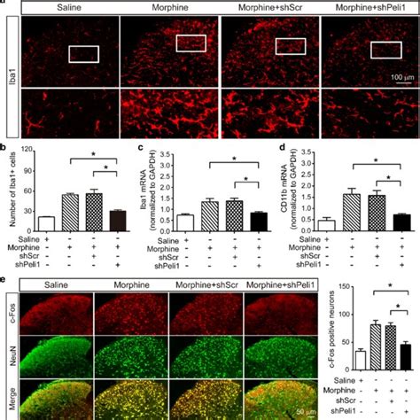 Spinal Peli1 Contributes To Microglia Activation And Neuronal