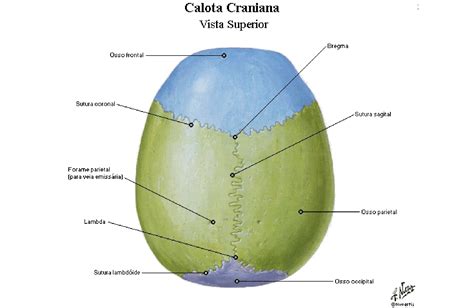 Sutura Anatomia Hot Sex Picture