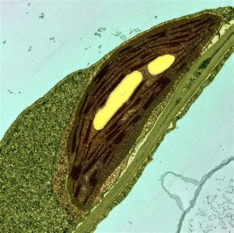 Chloroplasts TEM Stock Image C023 4055 Science Photo Library