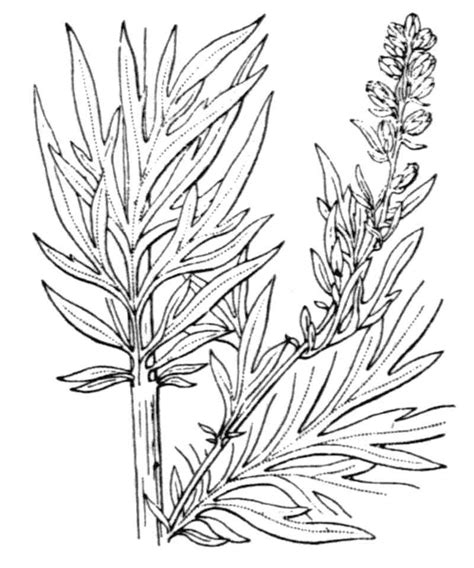 Artemisia Verlotiorum Naturescene