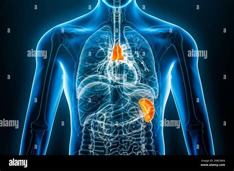 Röntgen Thymus und Milz Innenorgan 3D Darstellung mit männlichen