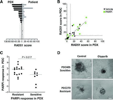 Homologous Recombination Repair Functionality And Parpi Sensitivity Is Download Scientific