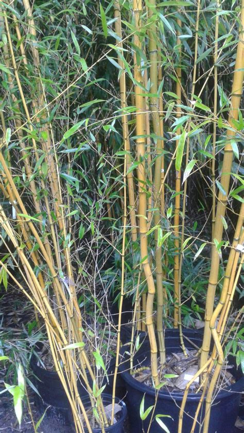 Phyllostachys Aureosulcata Harbin Inversa Phari Bamboo Sourcery