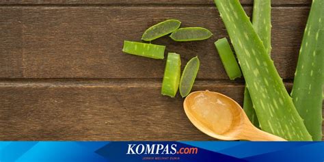 Manfaat Minum Jus Lidah Buaya Untuk Kesehatan Halaman All Kompas