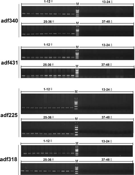 Genome Wide Rad Sequencing To Identify A Sex Specific Marker In Chinese