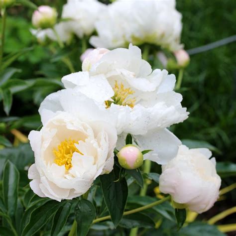 Paeonia Lactiflora Miss America Peony From Sandys Plants