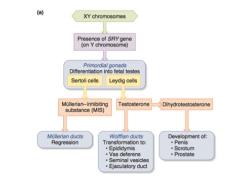 Sex Determination And Embryology Differentiation Of Gonads Internal And External Genitalia