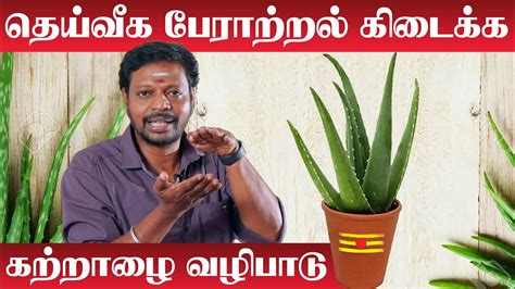 Katralai Benefits in Tamil வட சபகஷமக இரகக கறறழய பஜ மற