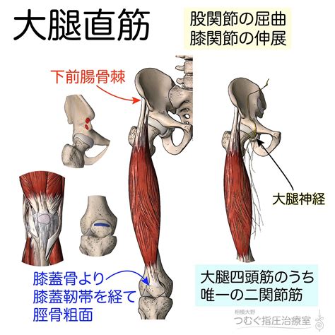 【筋シリーズ】大腿直筋 大腿四頭筋のうち唯一の二関節筋です。筋が長く力が大きい特徴があります。単関節筋が抗重力筋として作用することが多いのに