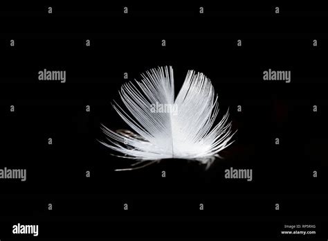 feather   black background stock photo alamy