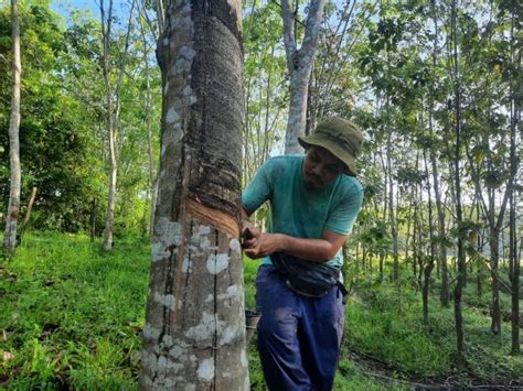 Generasi Muda Tidak Minat Jadi Penoreh