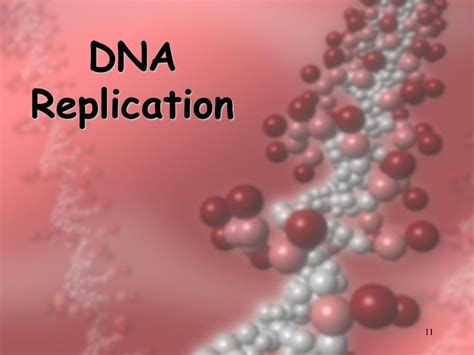 Dna Replication Chapter 12 Section 2 Ppt Download