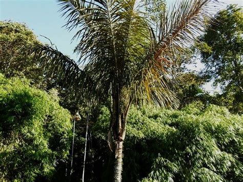 Astrocaryum Chambira Palmpedia Palm Grower S Guide