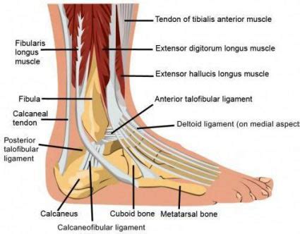 Ankle Pain Treatment in NYC | Ankle Sprain Specialist in New York