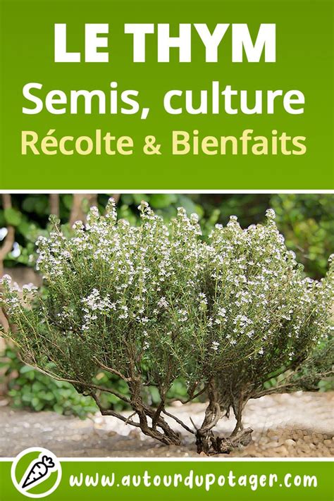 Thym semis culture récolte et bienfaits Bouquet Garni Comment