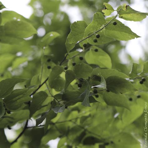 Hackberry Winter Identification – Tendrils