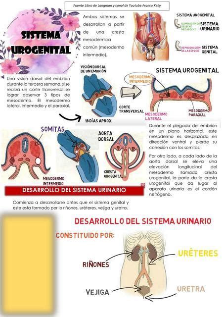 Sistema Urogenital Embriología Estudiante De Medicina Udocz