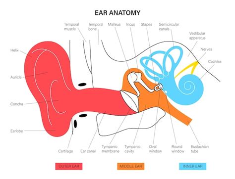 Premium Vector | Ear anatomy diagram