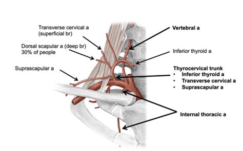 Cervical Viscera And Root Of The Neck Flashcards Quizlet