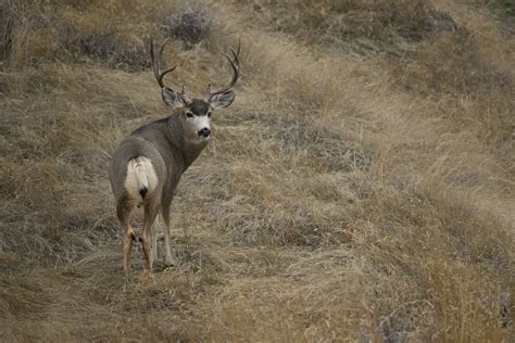 Montana Deer Questions Hunt Talk