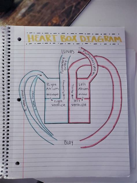 Heart And Lungs, Vena, Heart Box, Diagram, Bullet Journal, Organization ...