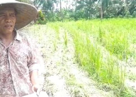 Puluhan Hektar Padi Gagal Panen Akibat Hama Wereng Petani Padang