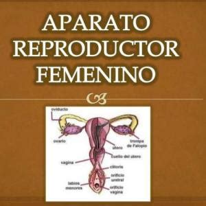 Biolog A Aparato Reproductor Femenino