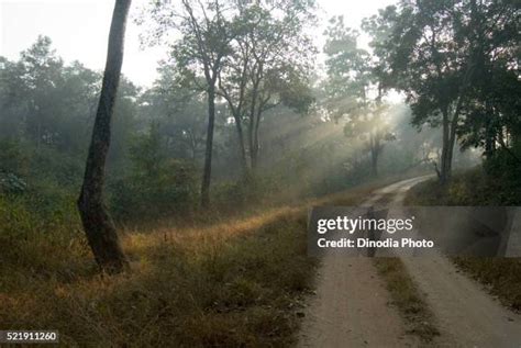 Betla National Park Photos and Premium High Res Pictures - Getty Images