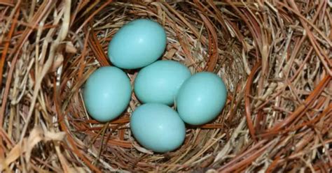 Huevos Azules QuÉ Gallina Los Pone Y Todo Sobre Ellos