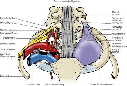 Suprapleural Membrane