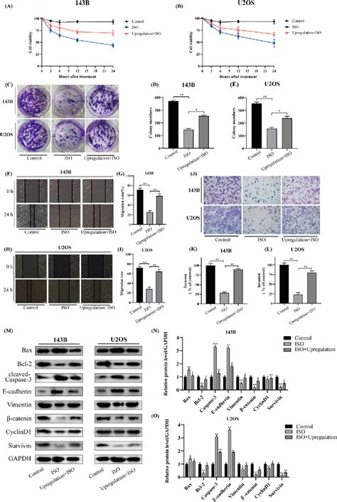 Enhancing Catenin Activity Rescues The Anti Os Effect Of