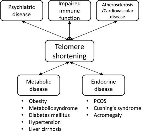 Telomeres And Cellular Senescence In Metabolic And Endocrine Diseases