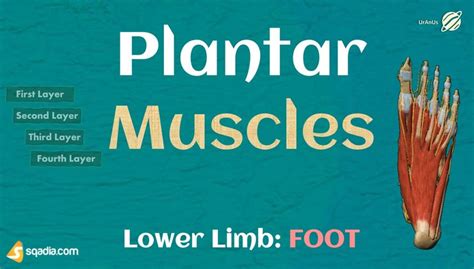 Lower Limb: FOOT - Plantar Muscles