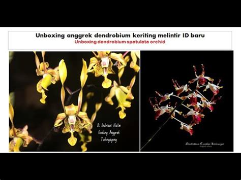 Unboxing Anggrek Dendrobium Keriting Anggrek Dryadella Aviceps Orchid