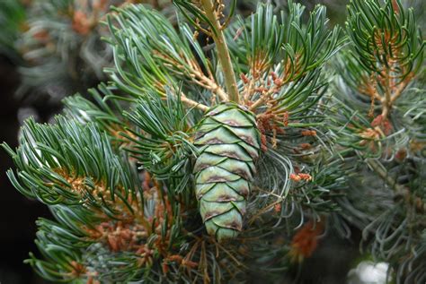 Pinus Parviflora Japanese White Pine North Carolina Extension Gardener Plant Toolbox