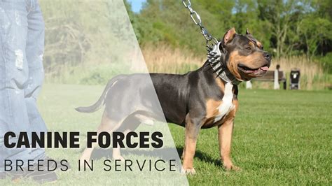 11 Navy Canine Breeds: The Breeds Behind the Navy's Canine Forces - animalonly.com